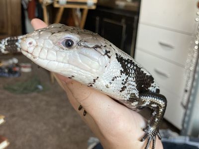 Blue-tongued skink with tank