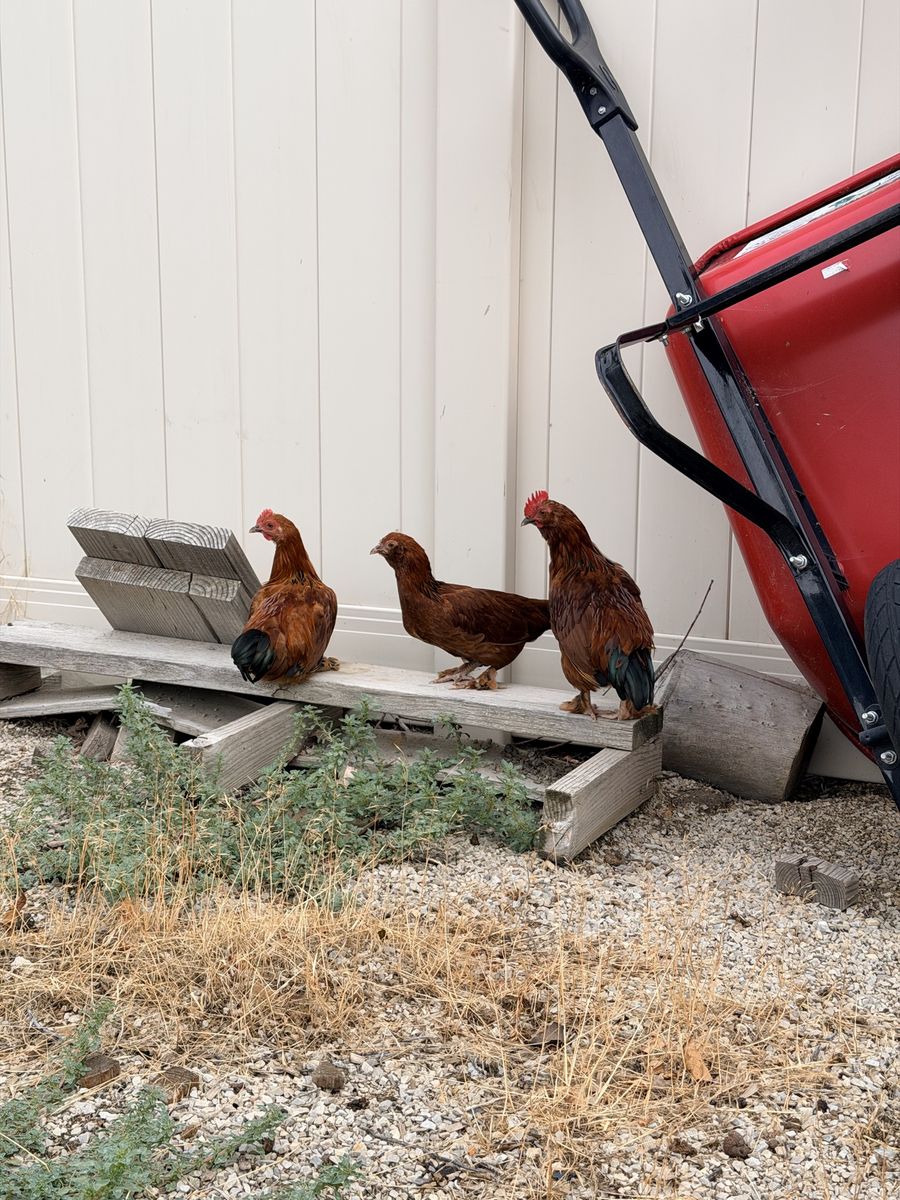 Three Brown hens (like middle one)