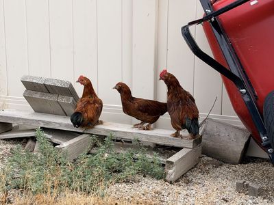 Three Brown hens (like middle one)