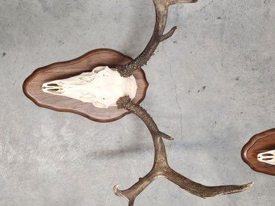 Elk Antler Mount on Wooden Plaque - Impressive Taxidermy Decor