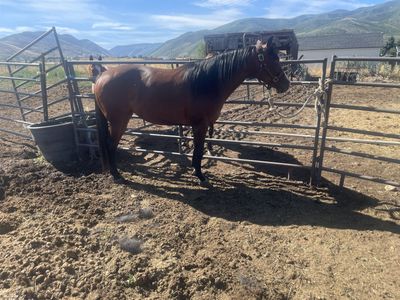 Horse