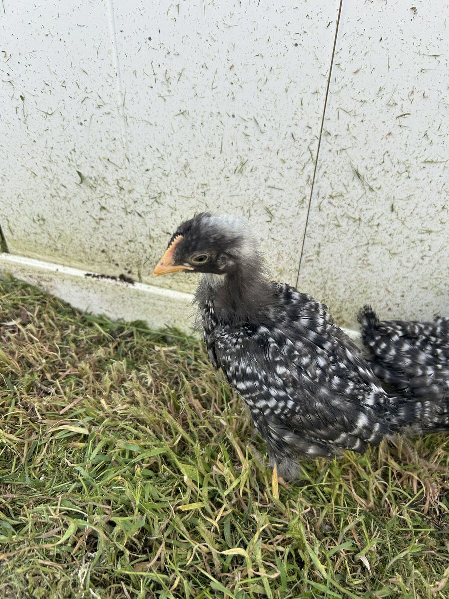 Barred Rock Pullet