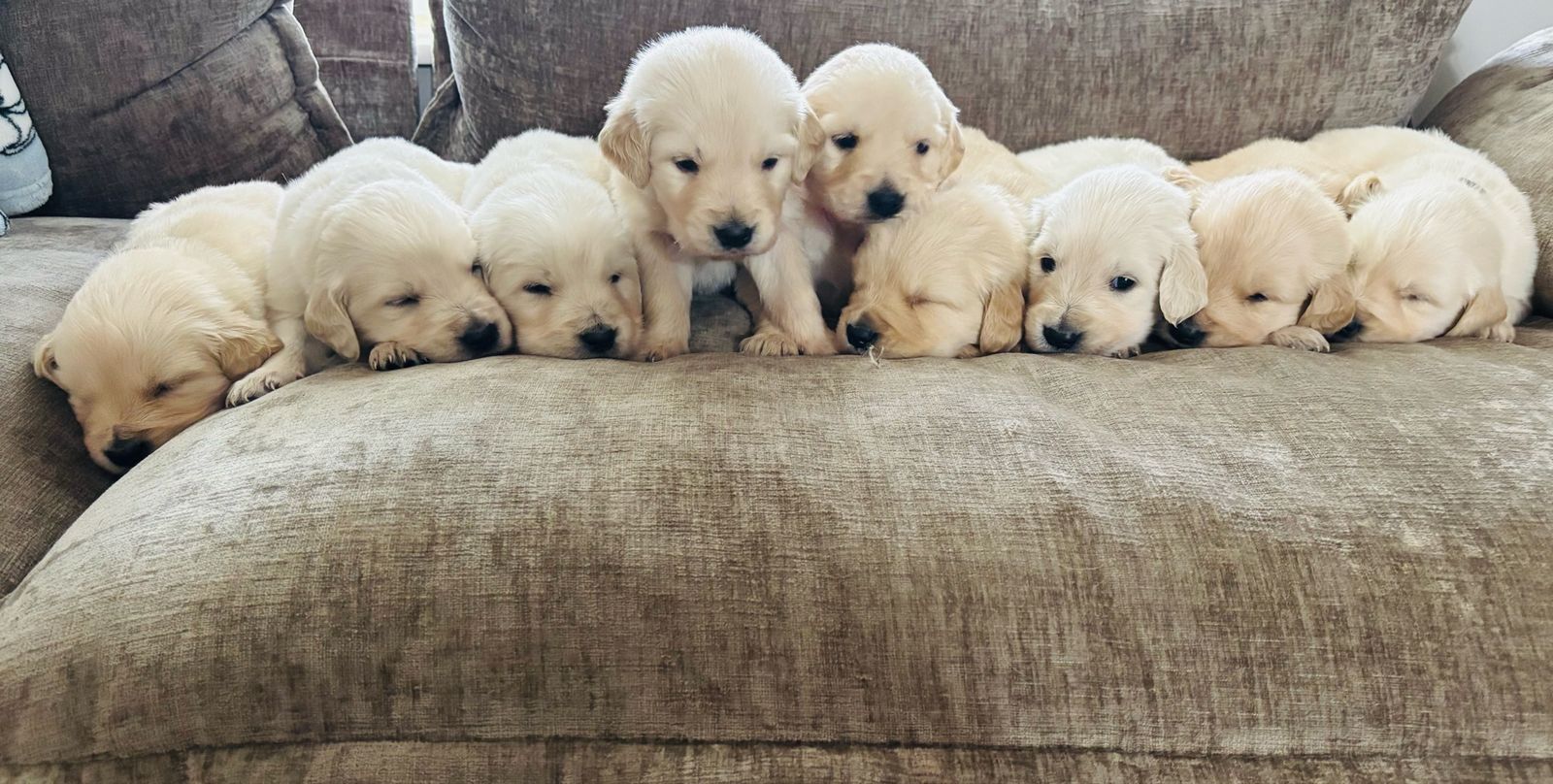 Golden Retriever Puppies