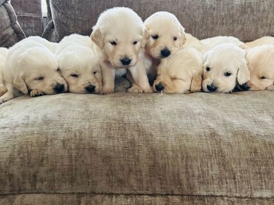 Golden Retriever Puppies