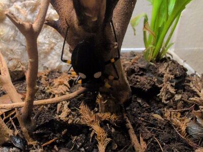 white spotted assassin bug nymphs