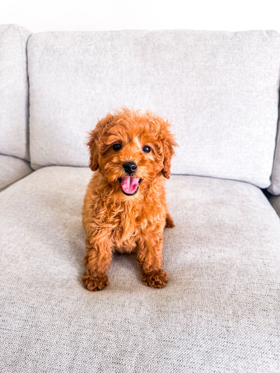 15lb Adorable Mini Goldendoodle Golden Doodle Girl