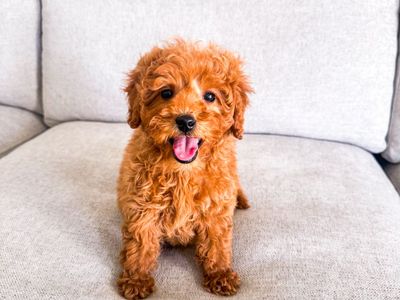 15lb Adorable Mini Goldendoodle Golden Doodle Girl