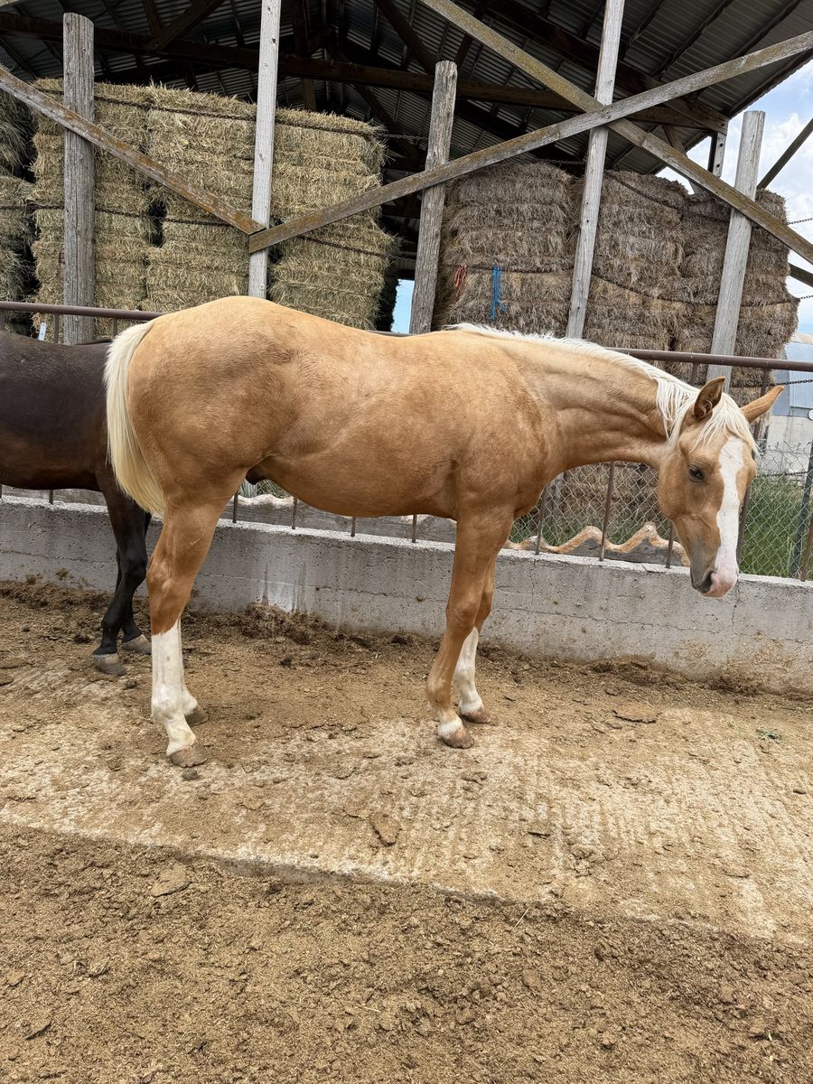 2025 AQHA COW/RUN ROPE HORSE PROSPECT