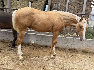 2025 AQHA COW/RUN ROPE HORSE PROSPECT
