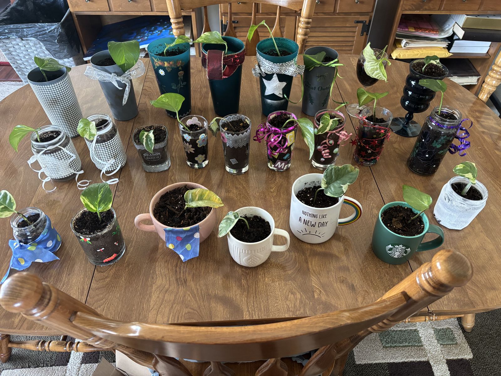 Pothos Vine Plant Starts