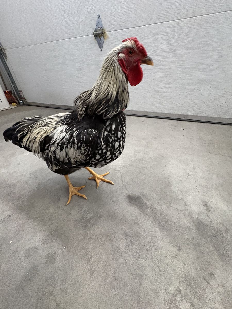Free Silver Laced Wyandotte Rooster