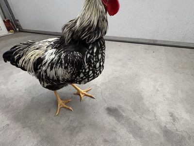 Free Silver Laced Wyandotte Rooster