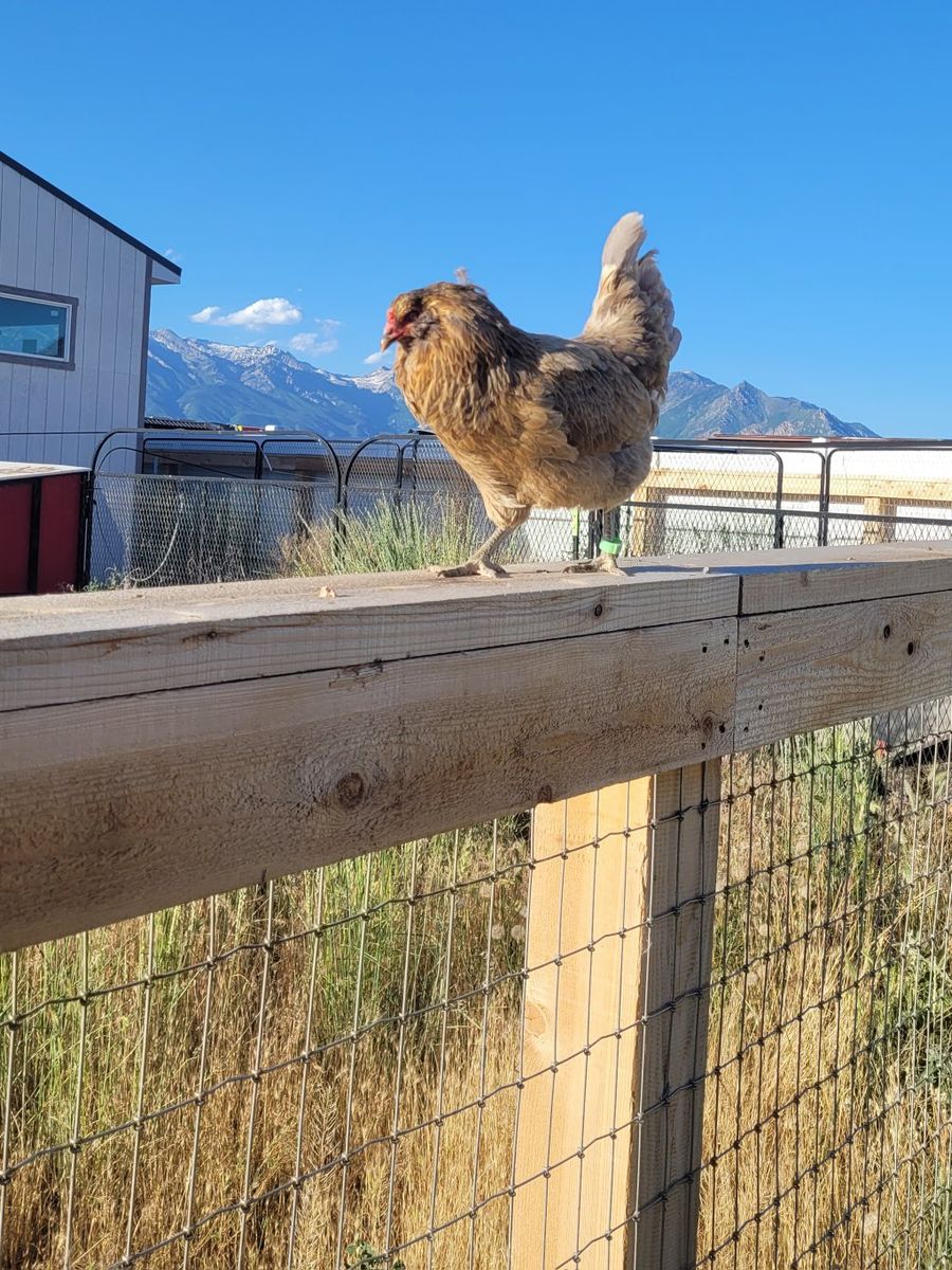 Fresh Eggs - West Lehi