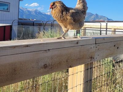 Fresh Eggs - West Lehi