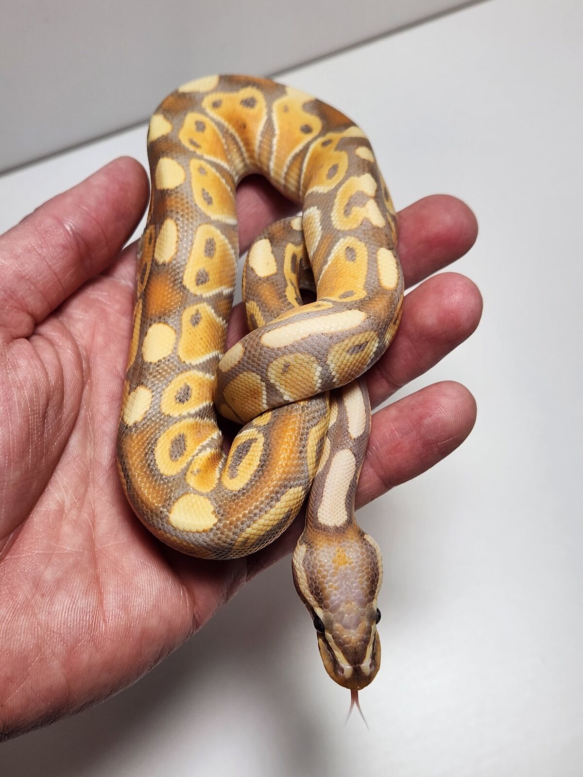 Male CORAL GLOW SPECIAL