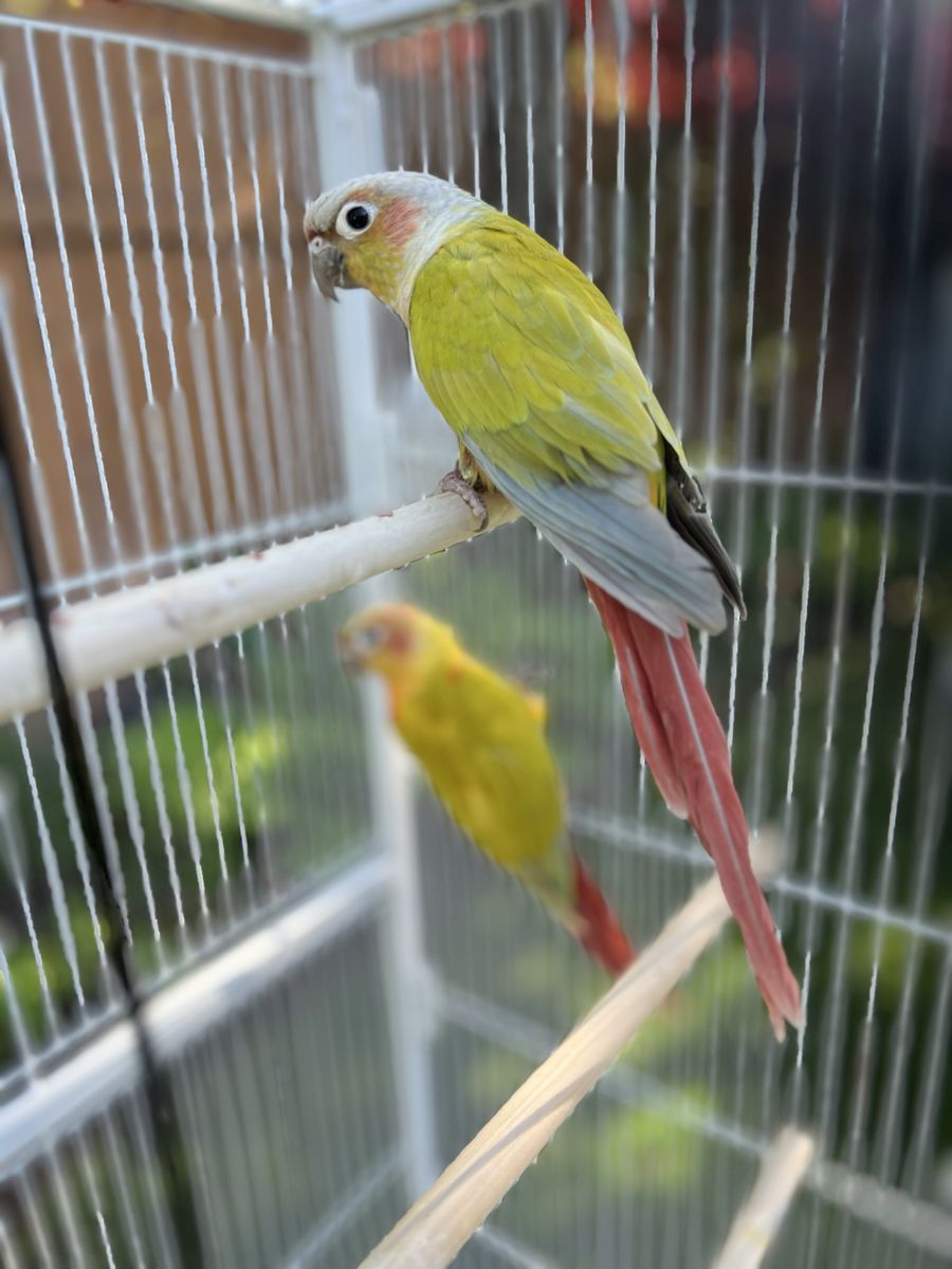 Pineapple Green Cheek Conures