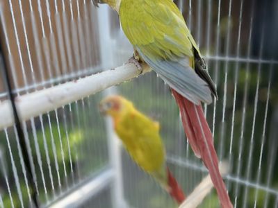 Pineapple Green Cheek Conures
