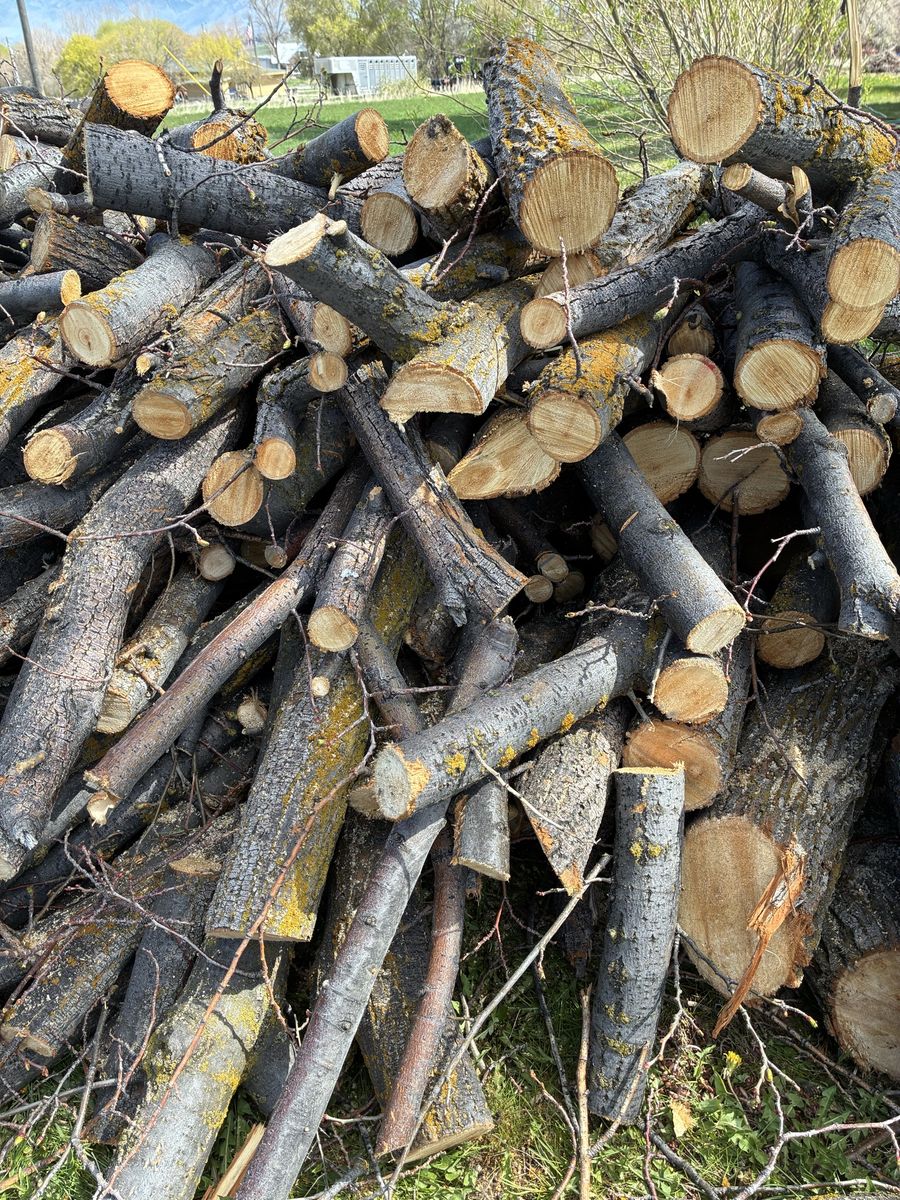 Firewood, free