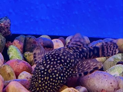 Bristlenose plecos
