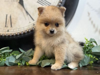 Mini Pomsky (Alaskan Klee Kai X Pomeranian)