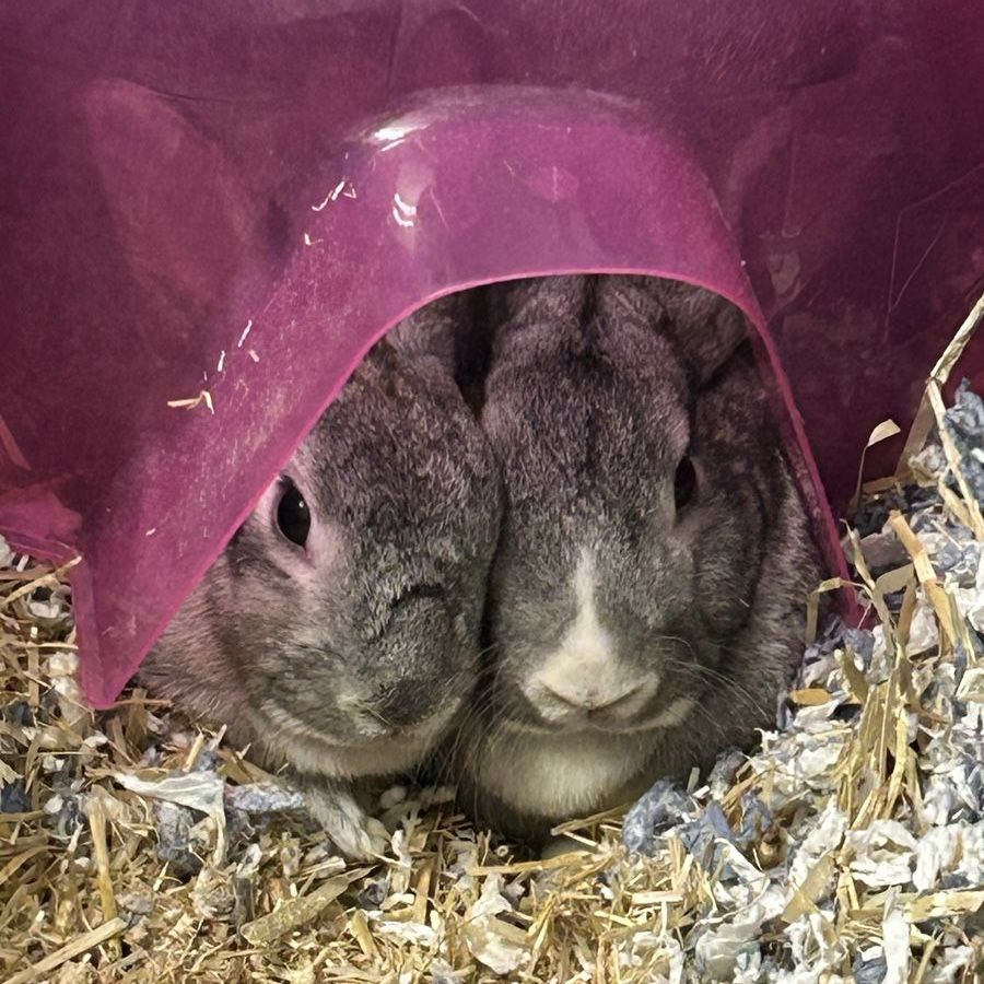 Bunnies