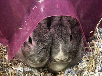 Bunnies