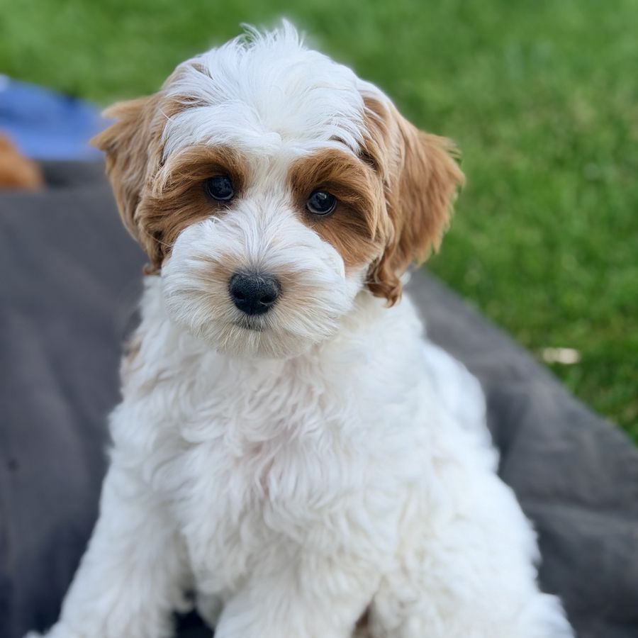 Crate Trained Mini Goldendoodle Boy