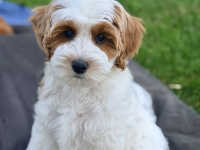 Crate Trained Mini Goldendoodle Boy