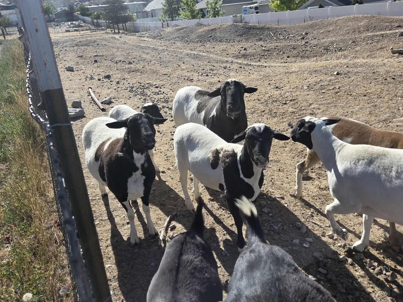 Doper sheep