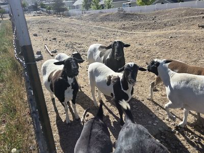 Doper sheep