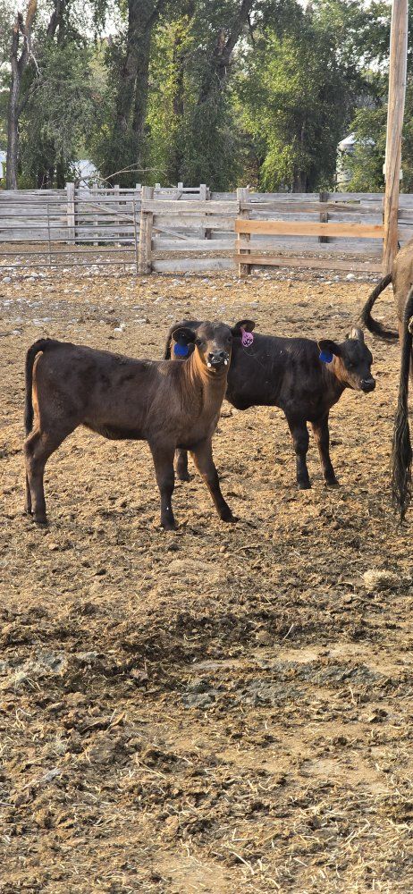 Black Angus pairs