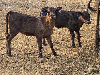 Black Angus pairs