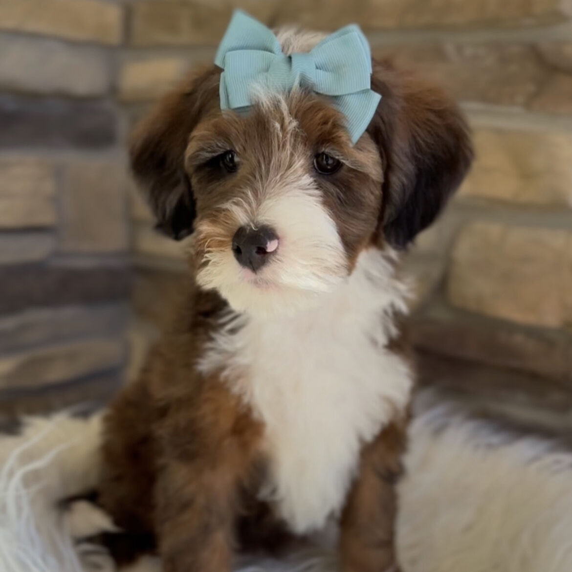 Beautiful Multigenerational Bernedoodles