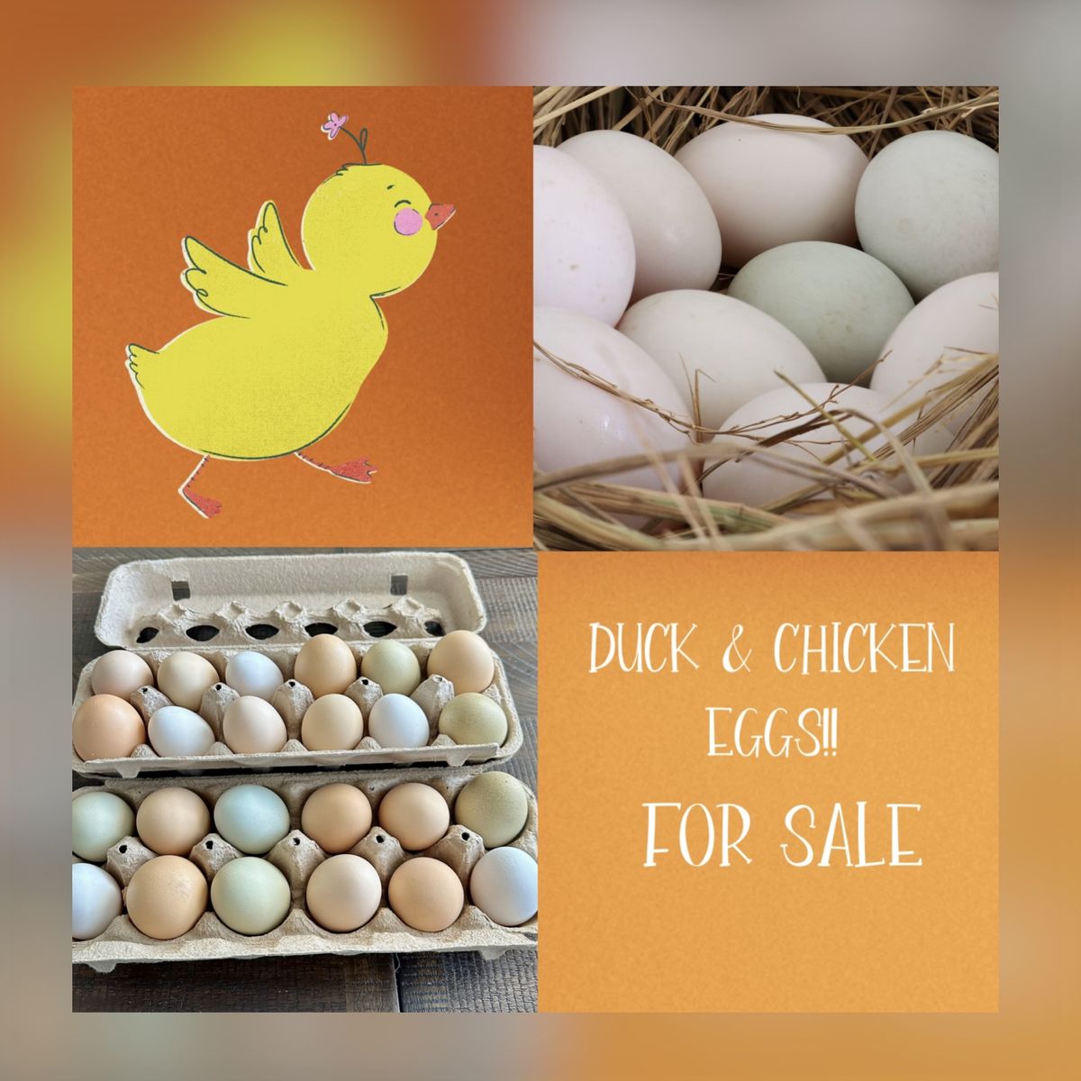 Chicken Eggs For Sale! Duck Eggs For Sale!!