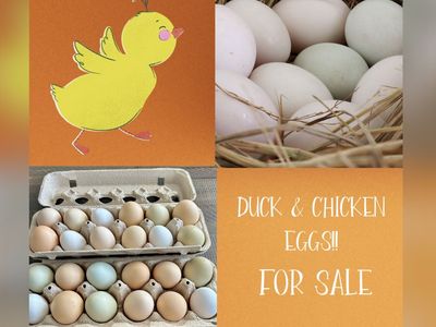 Chicken Eggs For Sale! Duck Eggs For Sale!!