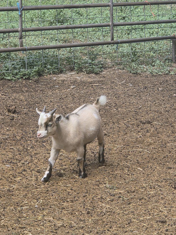 Nigerian Dwarf Weathers