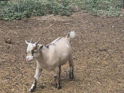 Nigerian Dwarf Weathers