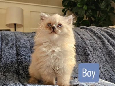 Persian kitten for sale