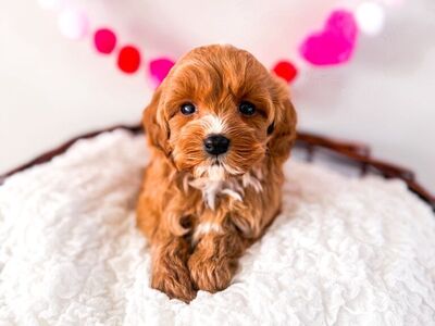 12-15lb F1bb Petite Mini Goldendoodles Ready 2/26