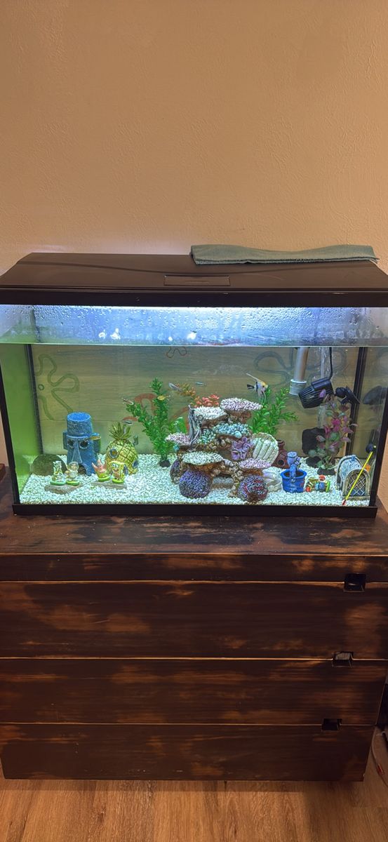 Fish tank with fish