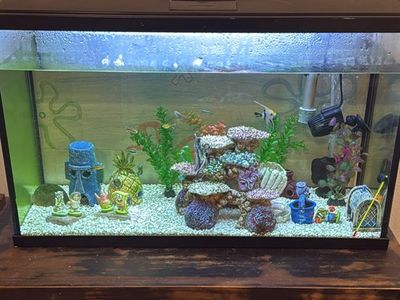 Fish tank with fish