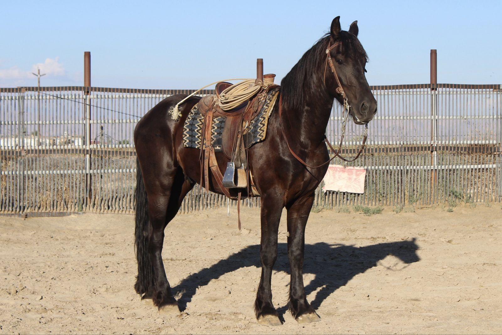 3 year old Gelding Friesian