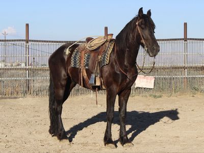 3 year old Gelding Friesian