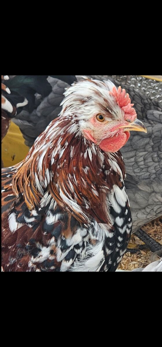 Swedish Flower Hen ROOSTERS $15 each or both for $25