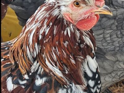 Swedish Flower Hen ROOSTERS $15 each or both for $25