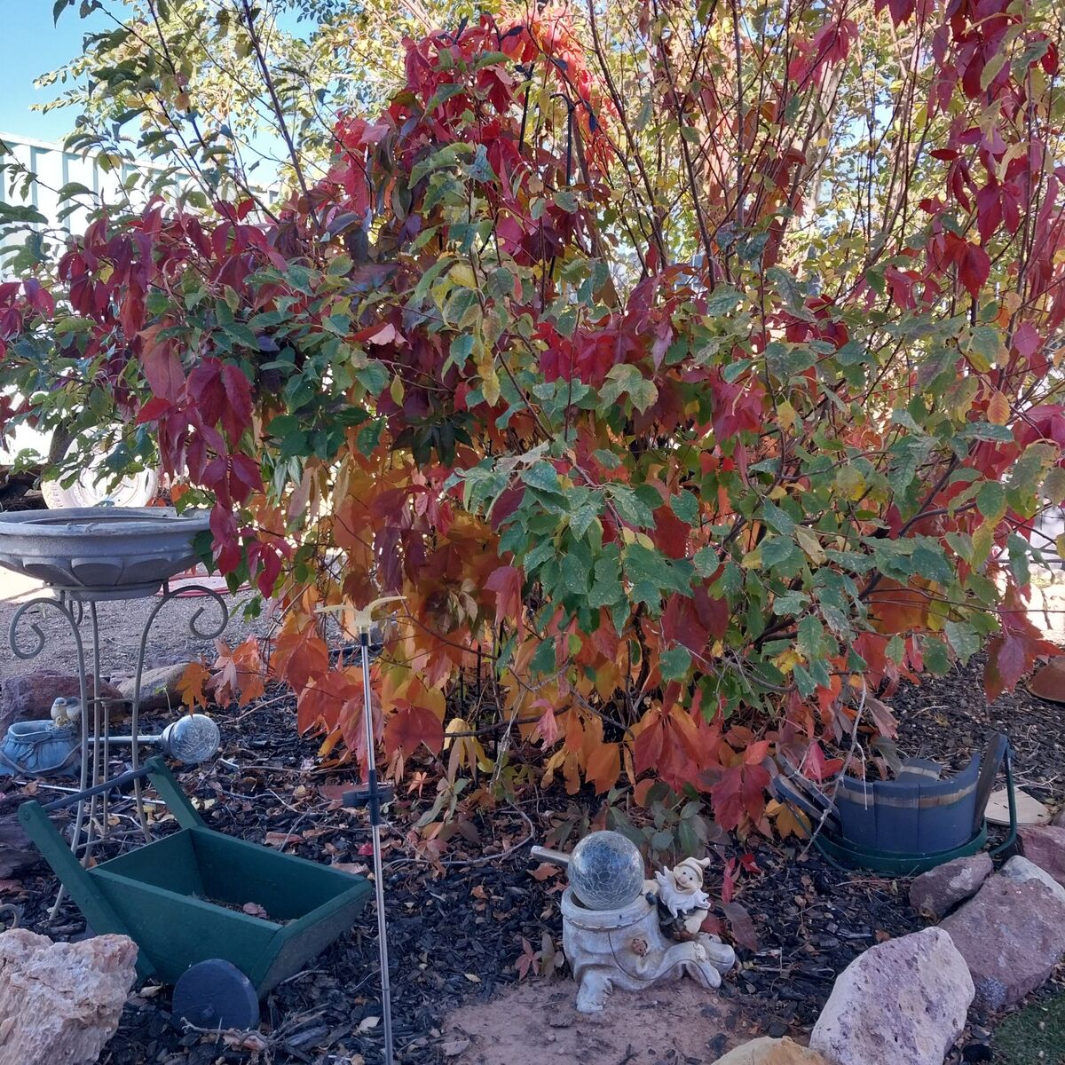 ISO Free Wood Pallets