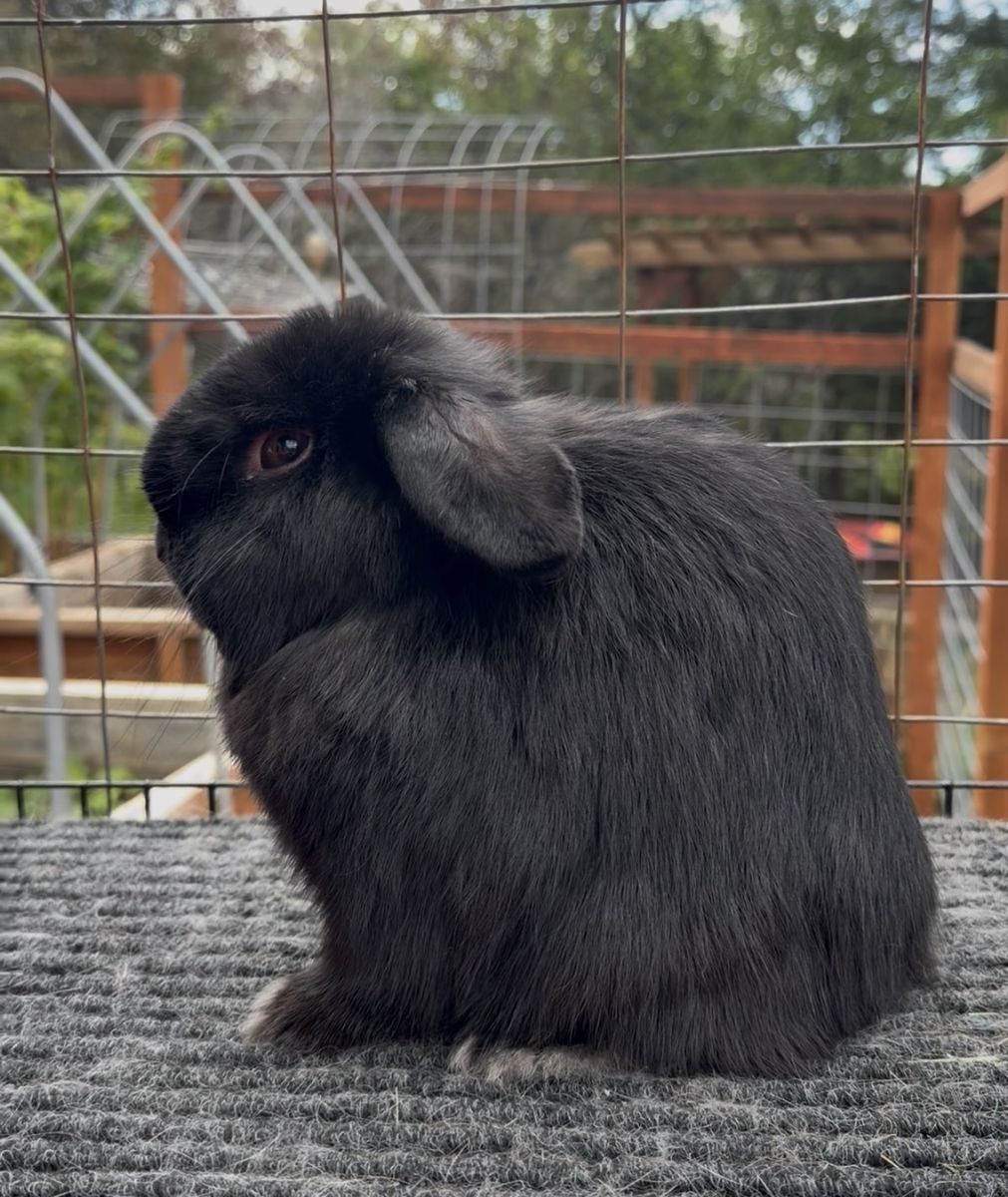 Holland Lop Buck