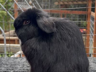 Holland Lop Buck