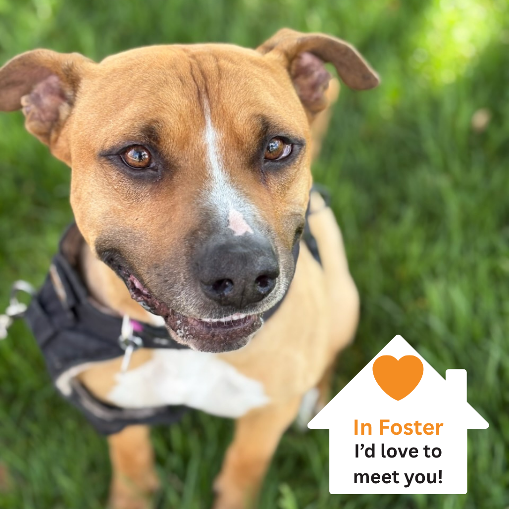 Hello my name is Norman