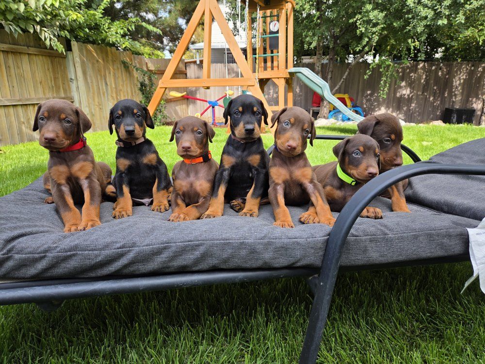 AKC Doberman Pinscher Puppies